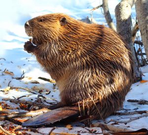 (9) Beaver by Jody Ann